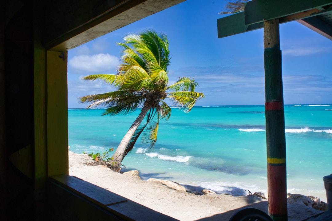 Palm tree on a tropical beach with turquoise ocean.